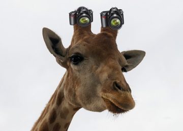 giraffe_2