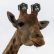 giraffe_2