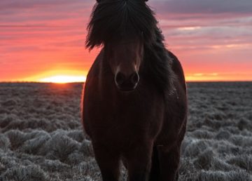 animal-cavalry