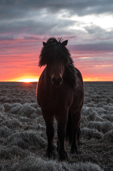 animal-cavalry