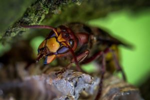 hornet