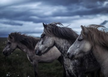 horses