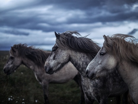 horses