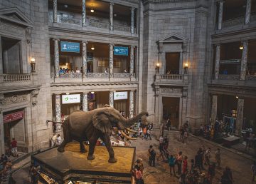 elephant in museum