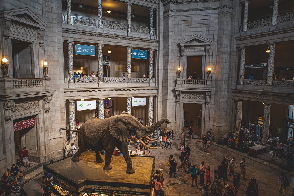 elephant in museum