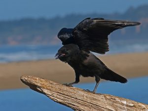 raven