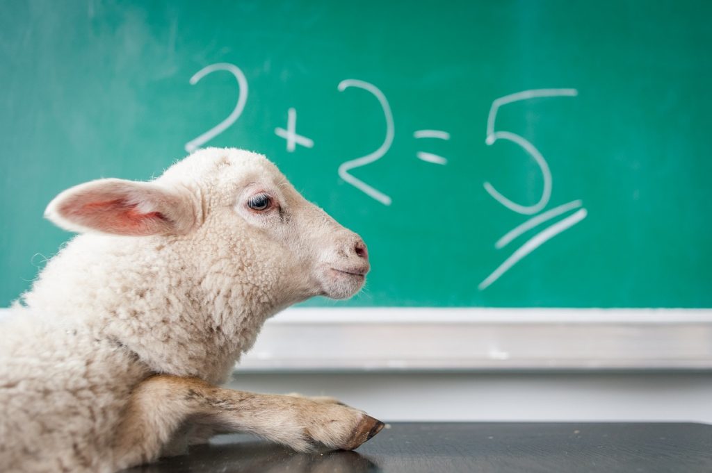 Sheep before chalkboard