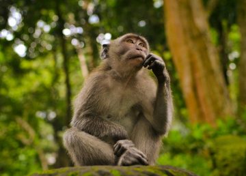 monkey thinking
