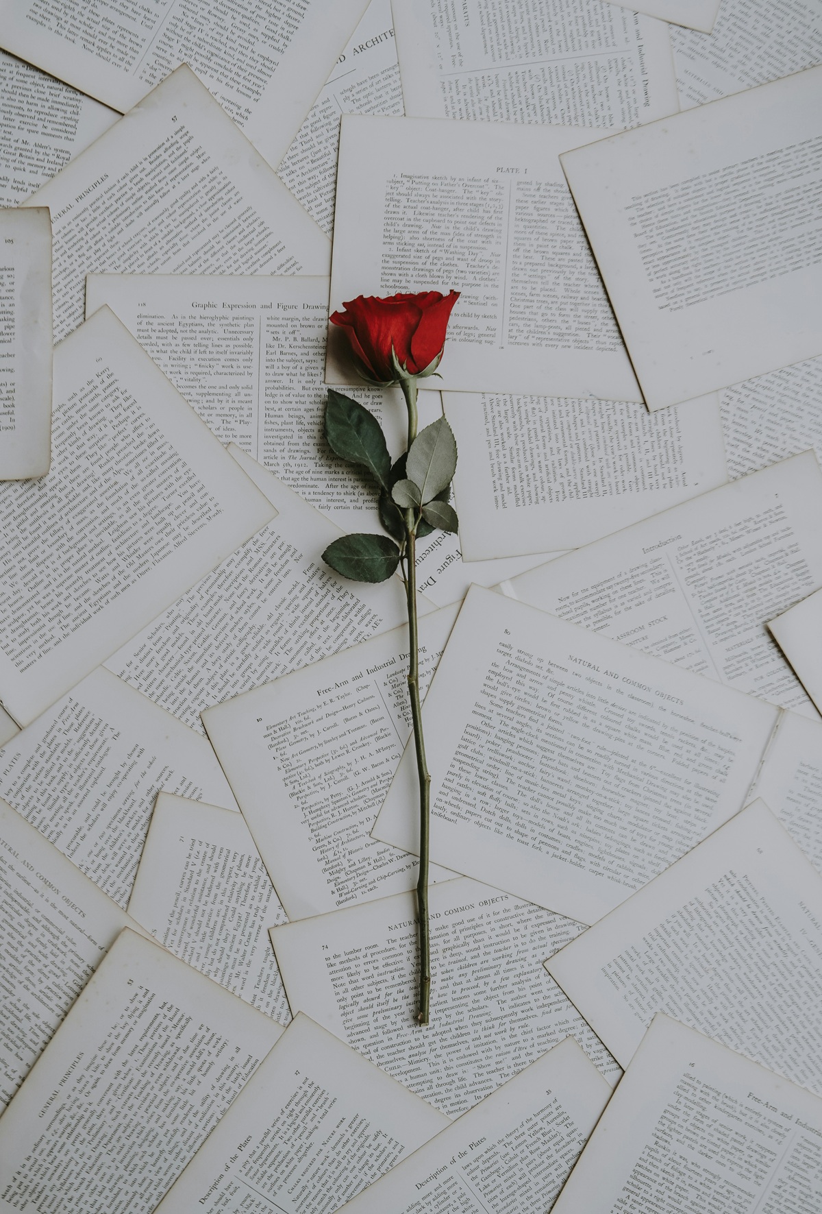 Rose on pages
